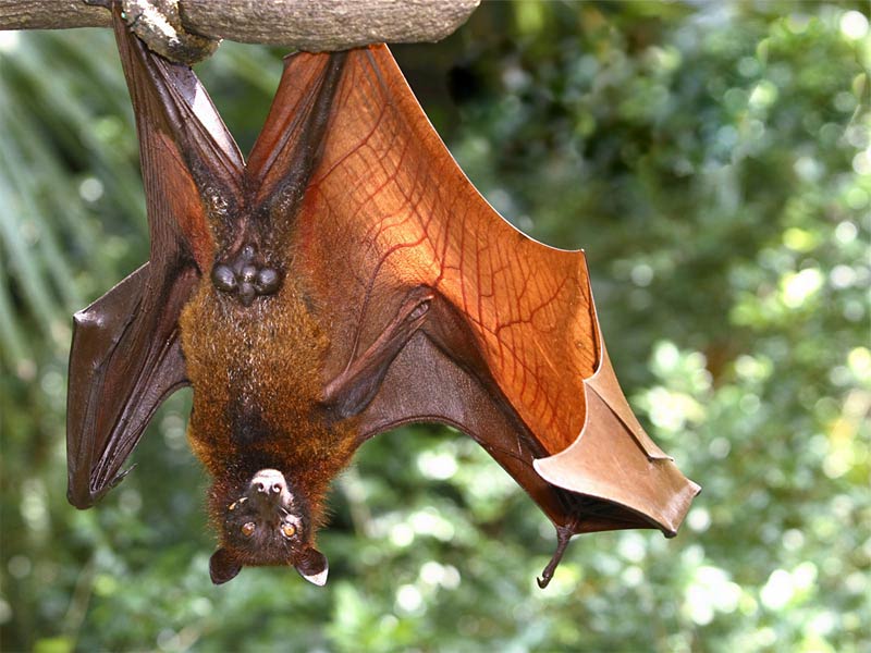Free Bat Wallpaper Wallpapers Download - Habitat De Los Murcielagos - HD Wallpaper 