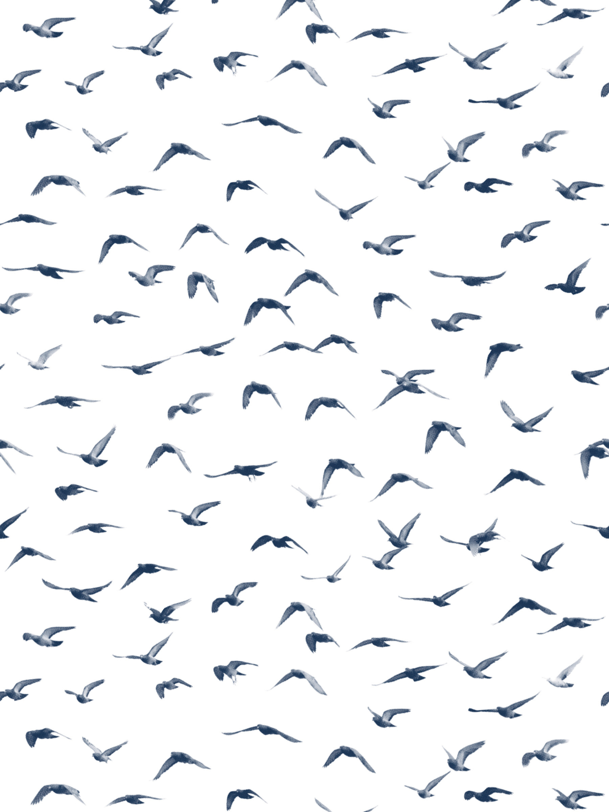 Wallpaper 1 M Freedom - Flock Of Birds - HD Wallpaper 