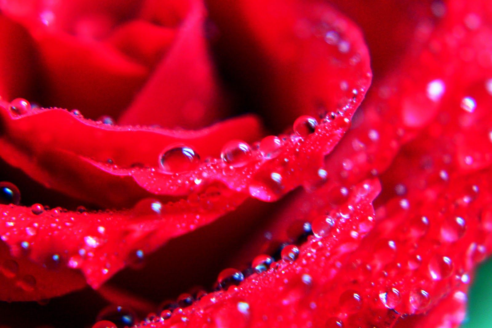 Rose Wallpaper Beautiful Flowers - HD Wallpaper 