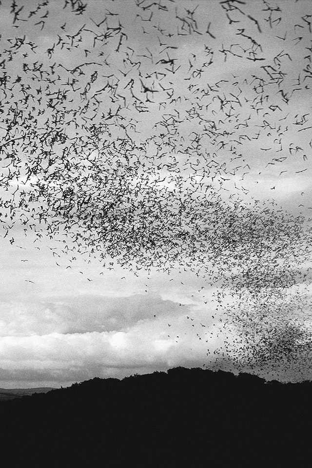 Research Into Threats To Bat Numbers - Iphone Wallpaper Bat - HD Wallpaper 