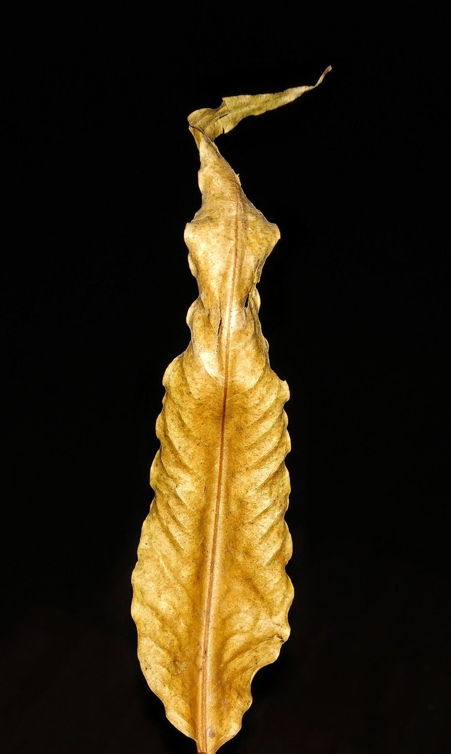 Macro Photography - HD Wallpaper 