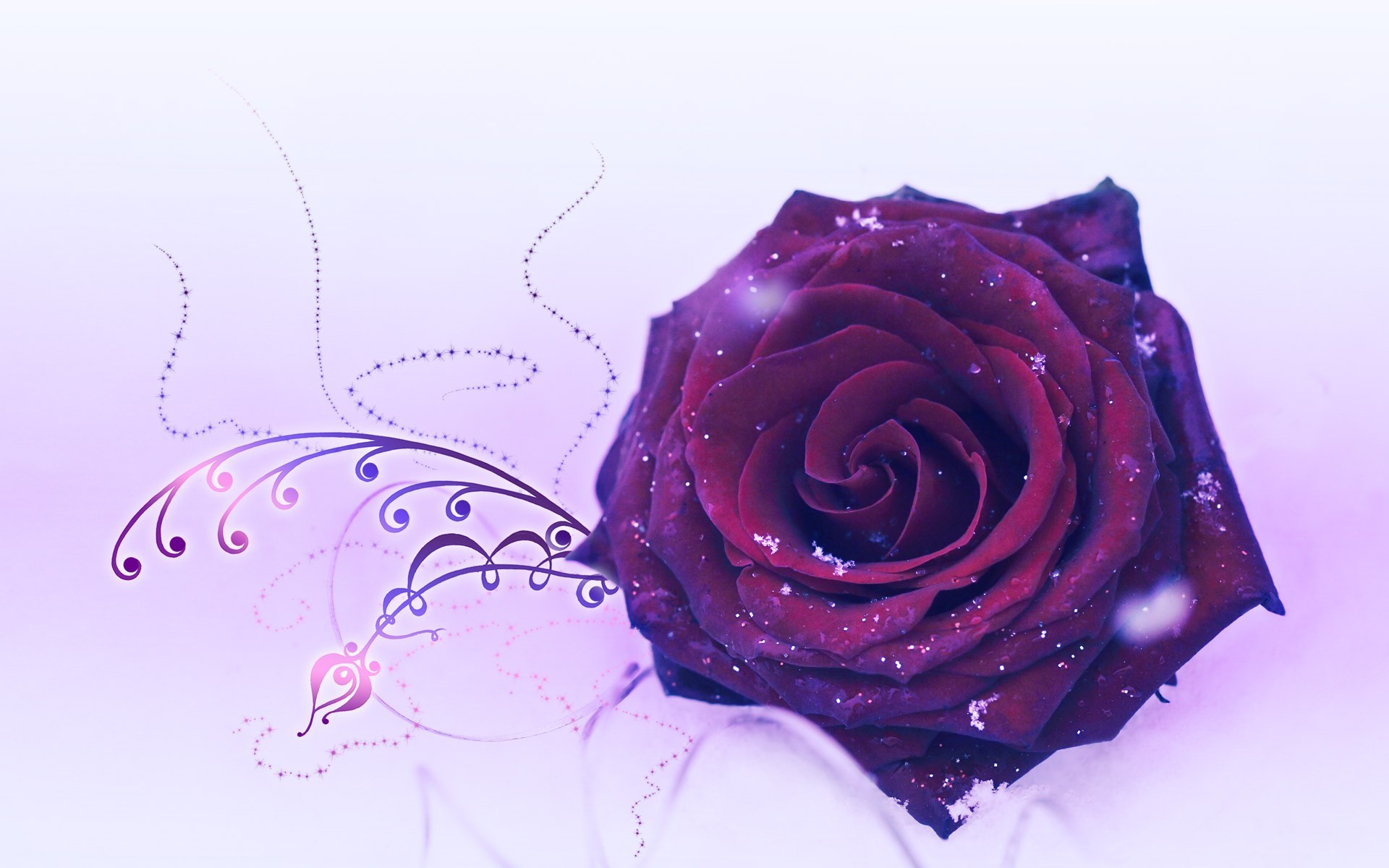 Purple Roses - HD Wallpaper 
