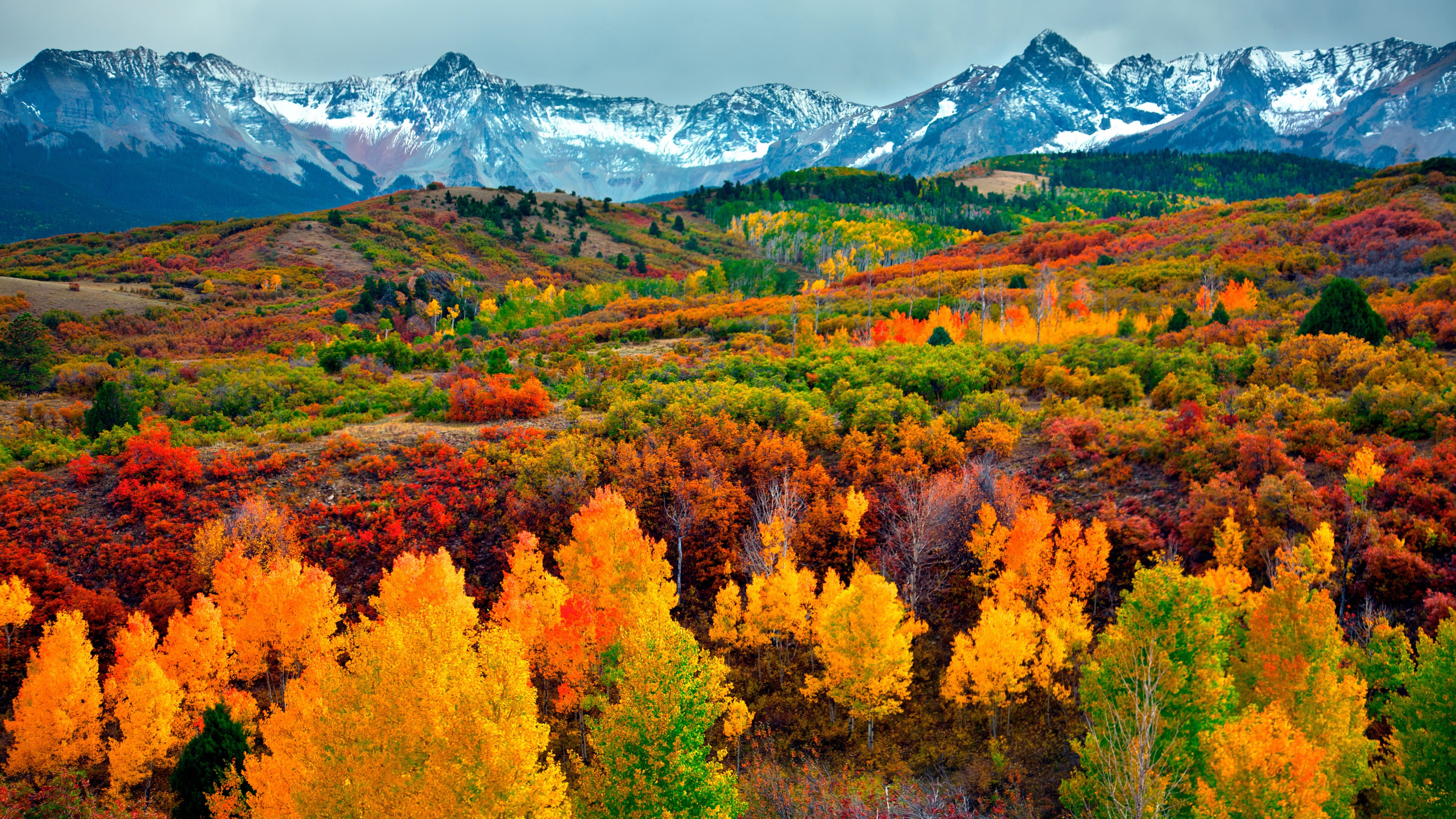 Colorado Rocky Mountains Aspens - HD Wallpaper 