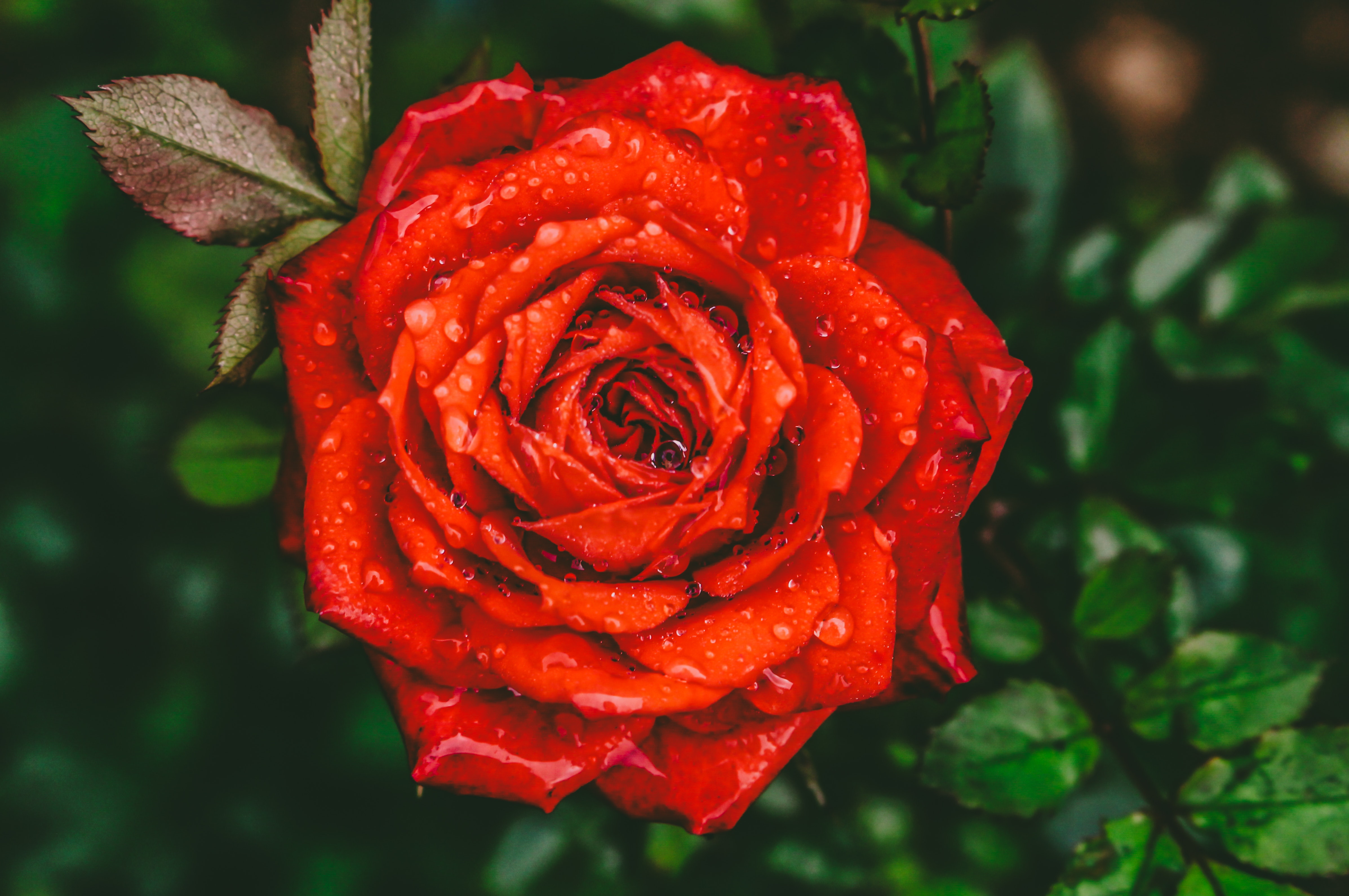 Beautiful Wallpaper Red Roses - HD Wallpaper 