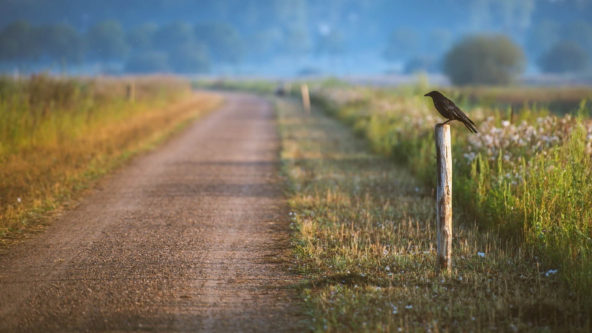 Wallpaper Road, Crow, Grass, Blur - Download Blur Wallpaper Hd - HD Wallpaper 