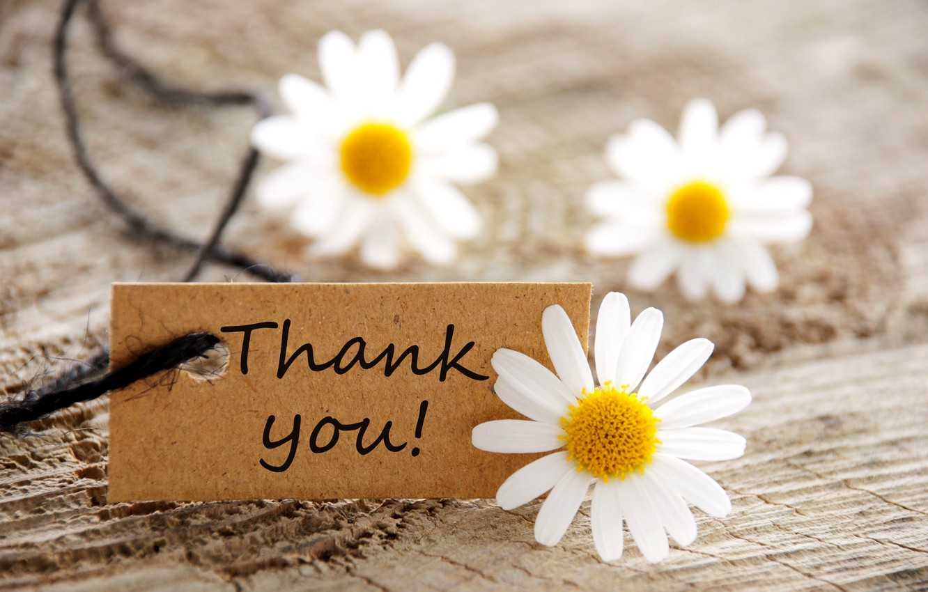 Photo Wallpaper Flowers, Map, Chamomile, Flowers, Daisies, - Thank You High Resolution - HD Wallpaper 