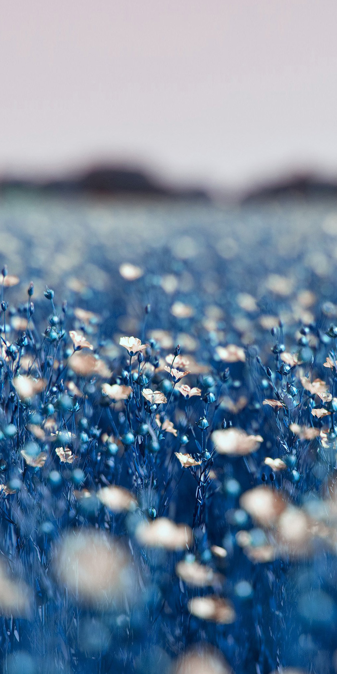 Xiaomi Redmi 5 Plus - HD Wallpaper 