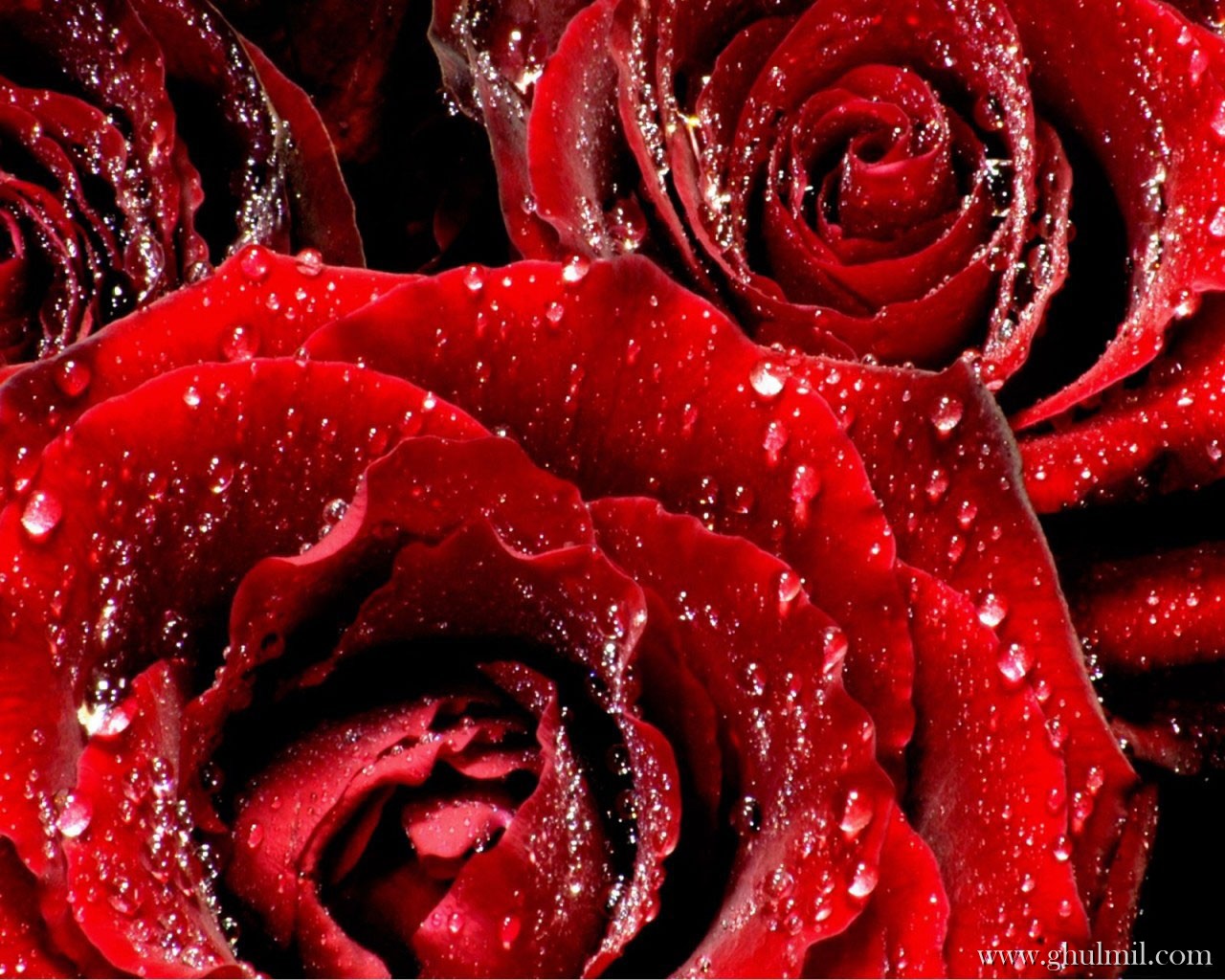 Red Roses, Most Popular Rose, Rose Wallpapers, Beautiful - Red Rose Flowers Hd - HD Wallpaper 