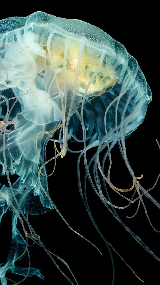 Apple Watch Wallpaper Jellyfish, 4k, Hd Wallpaper, - Jellyfish Hd Wallpaper Iphone - HD Wallpaper 