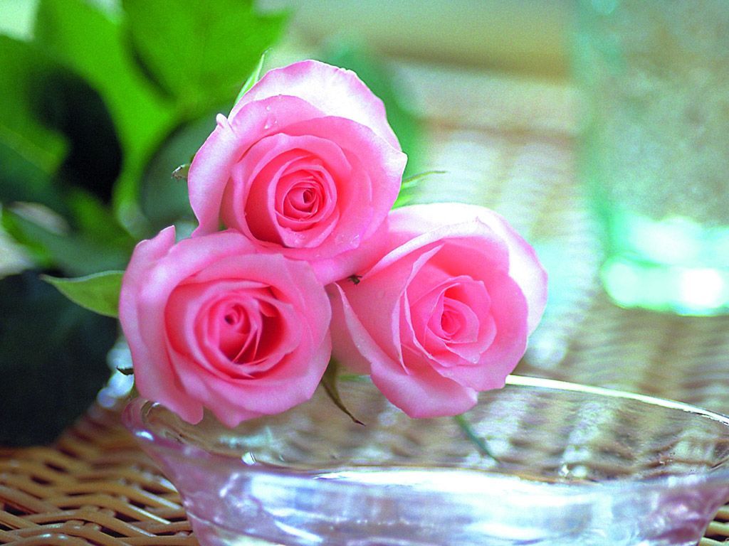 Pink Rose Images In Hd - HD Wallpaper 