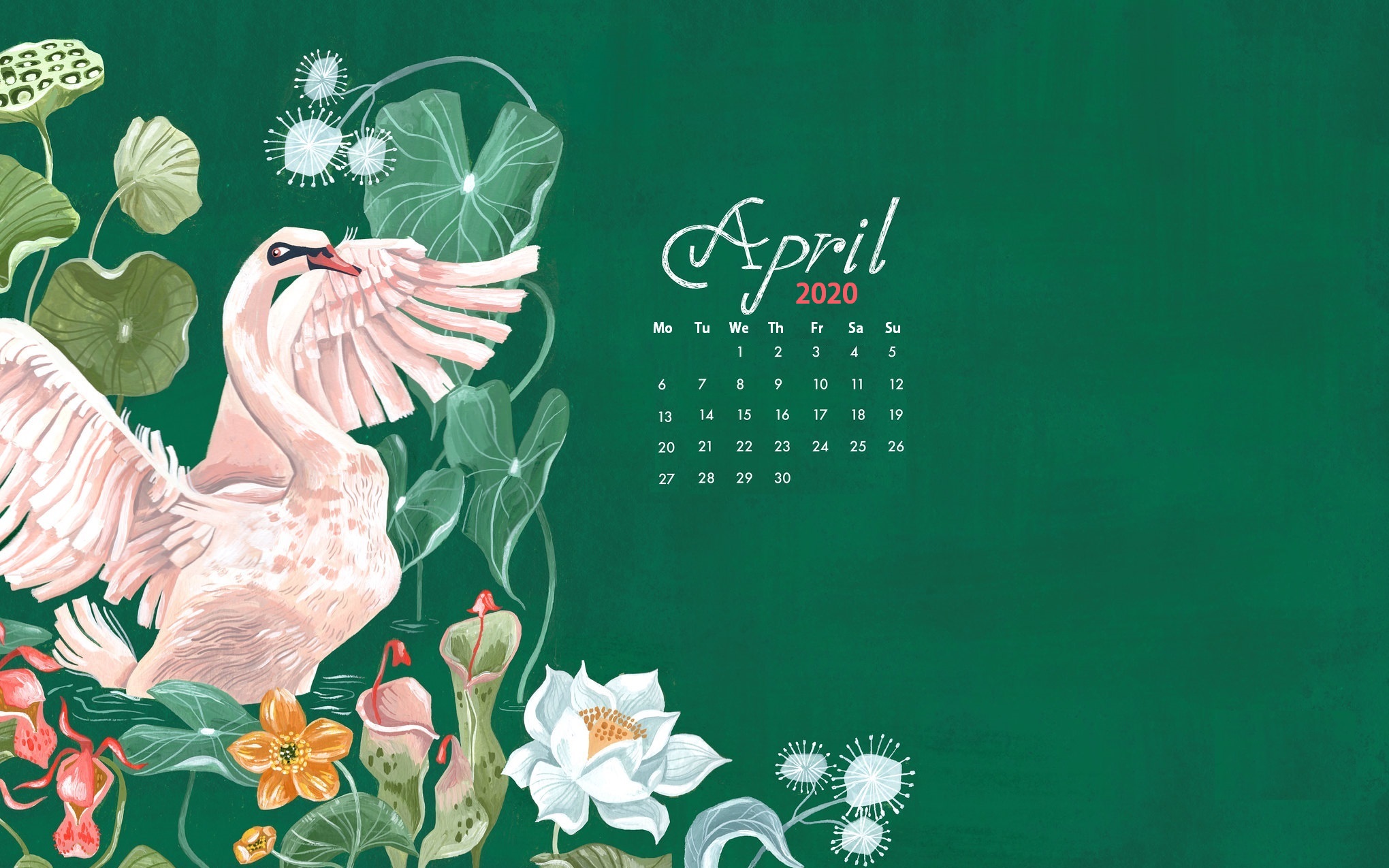 Watercolor April 2020 Wallpaper - Evergreen Rose - HD Wallpaper 