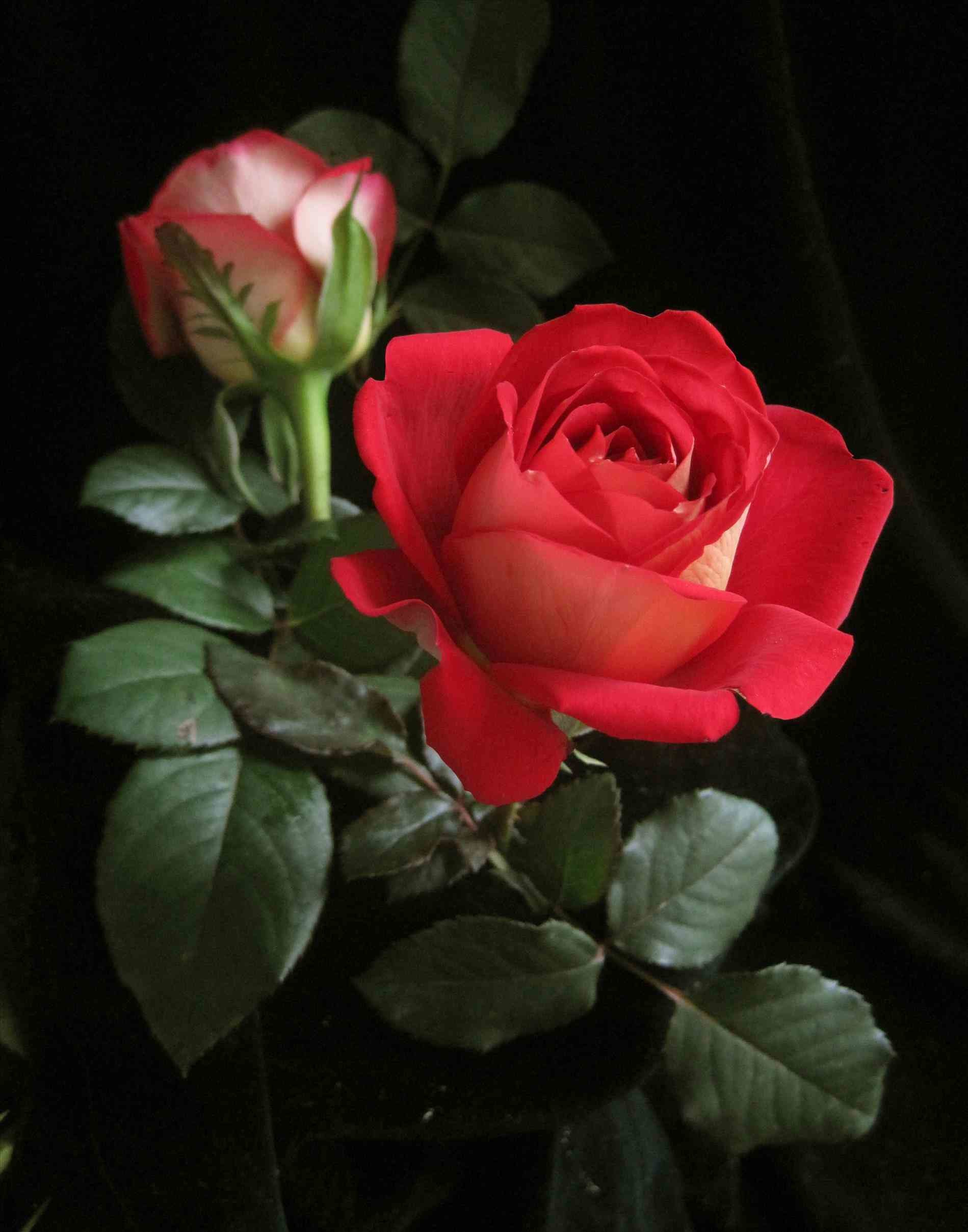Most Popular Rose Wallpapers Beautiful Best Pic Ideas - Beautiful Single Red Rose - HD Wallpaper 