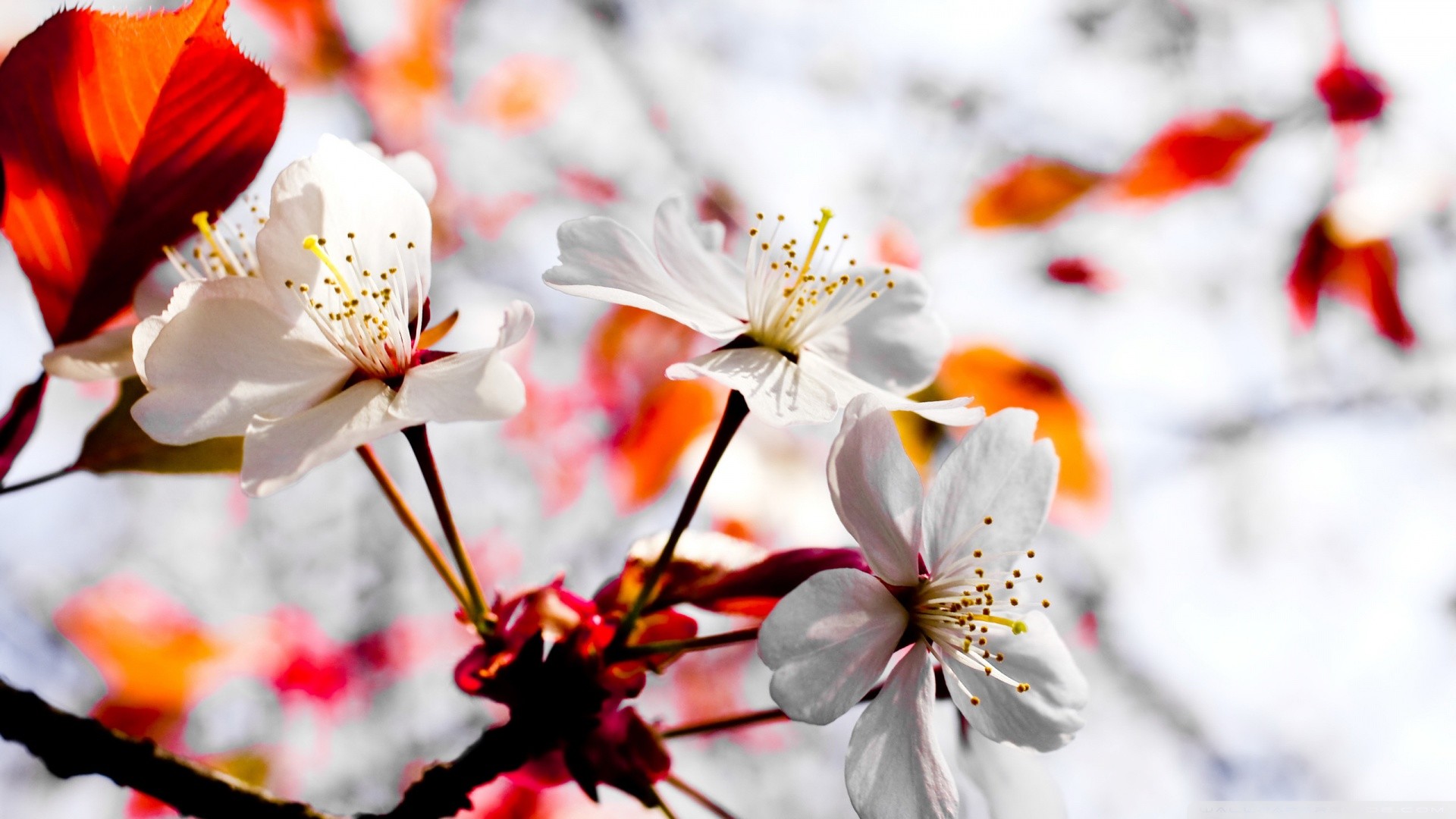 April Spring Flowers Desktop Wallpaper Data Src - Full Screen Hd Wallpaper 4k - 1920x1080 Wallpaper April Spring Flowers Desktop Wallpaper Data Src - Full Screen Hd Wallpaper 4k - 1920x1080 Wallpaper