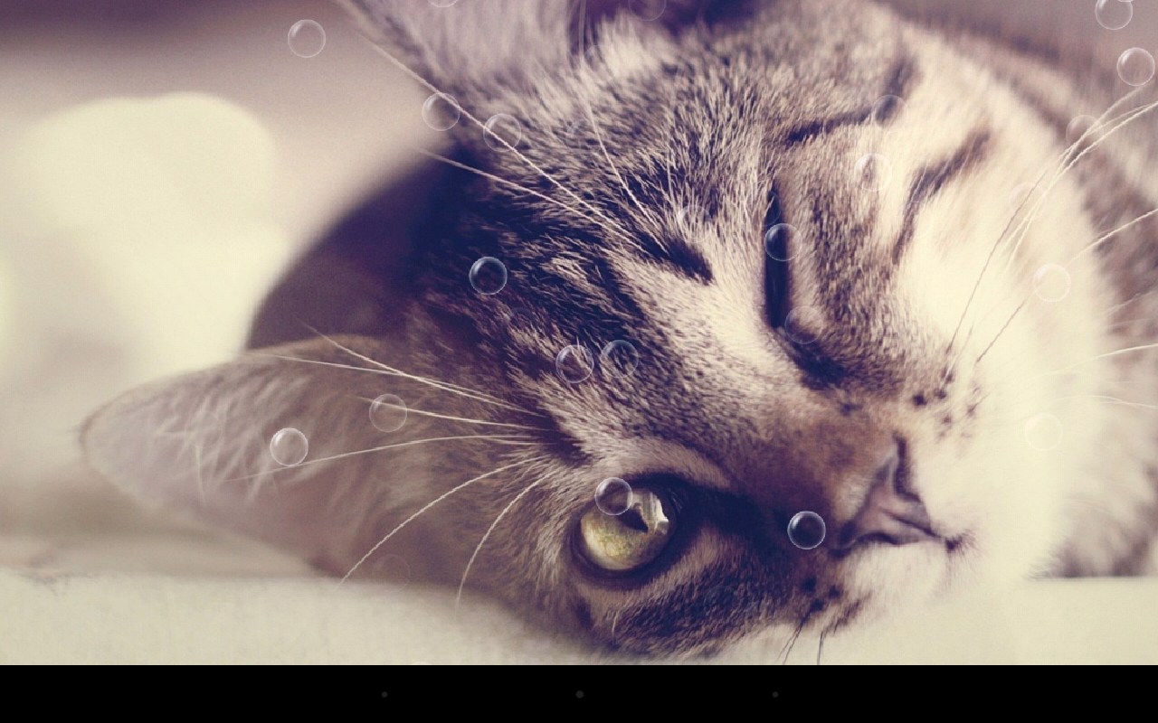 Kitten Live Wallpaper - Blinking Cat - HD Wallpaper 