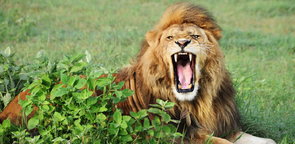 Meme Shih Tzu - HD Wallpaper 