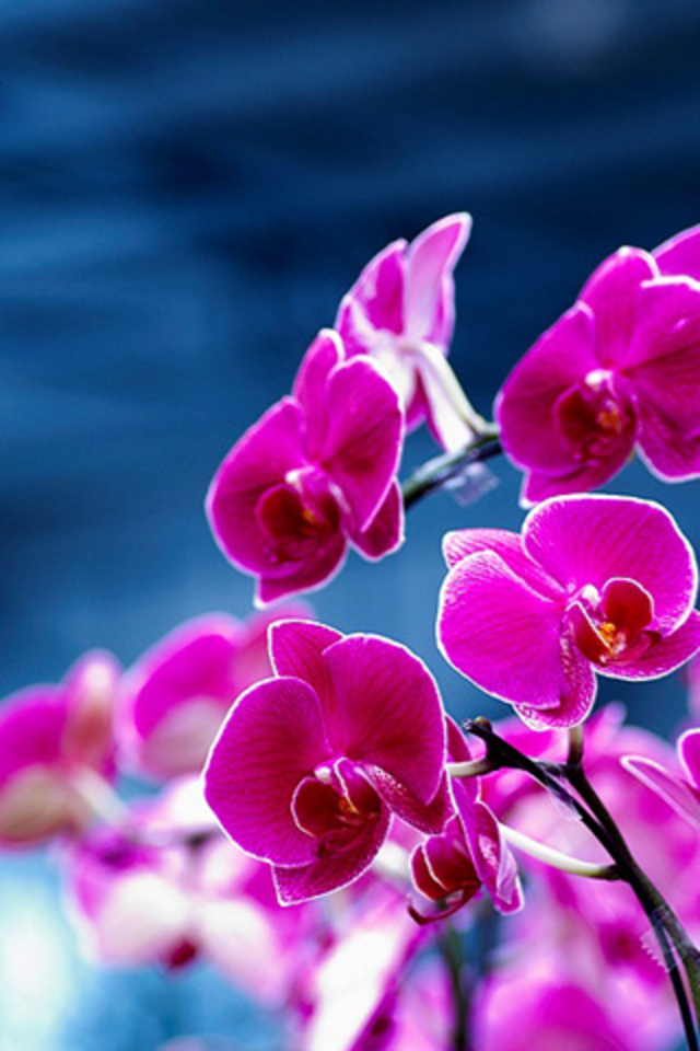 Flower Fuschia Orchids Android Wallpaper - Happy Anniversary To You Too - HD Wallpaper 