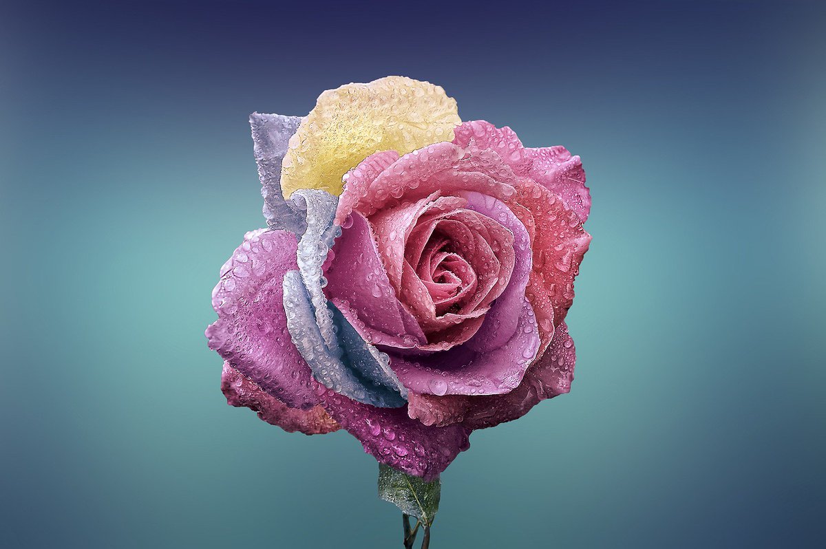 Rose, Flower, Love, Romance, Beautiful, Beauty, Bloom - Flower Rose Wallpaper 4k - HD Wallpaper 