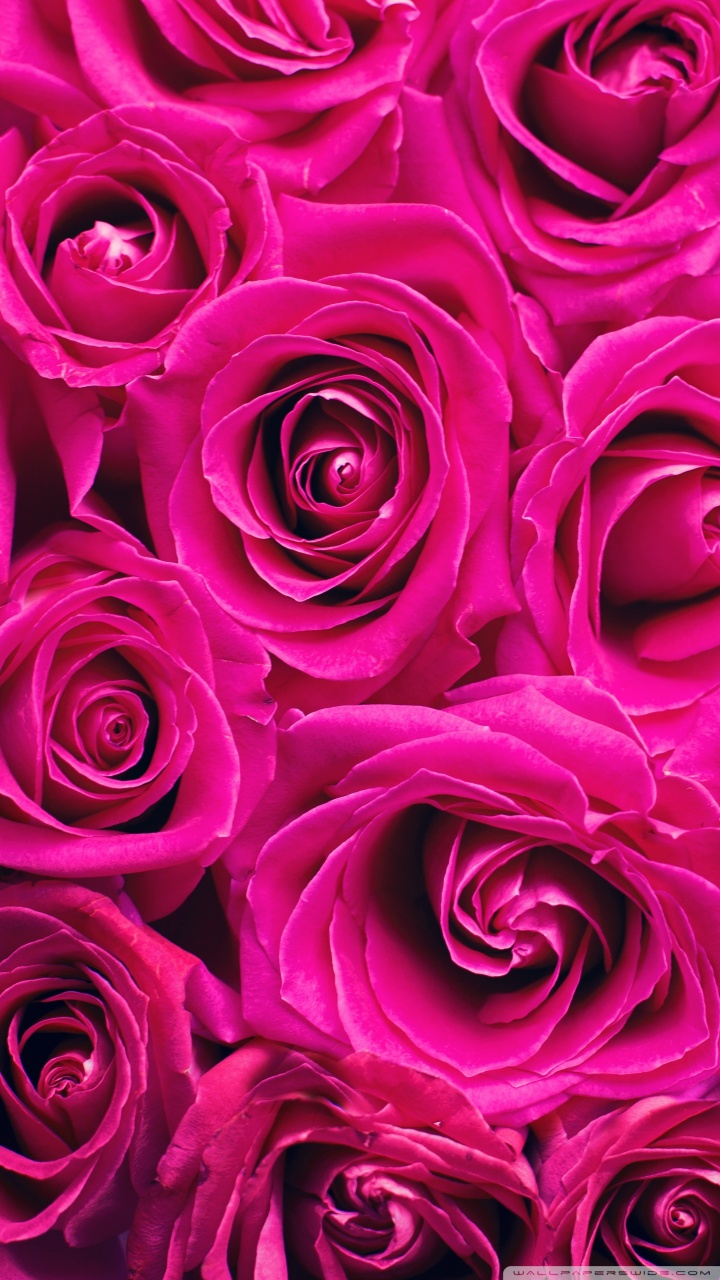Beautiful Roses Wallpaper Hd - HD Wallpaper 
