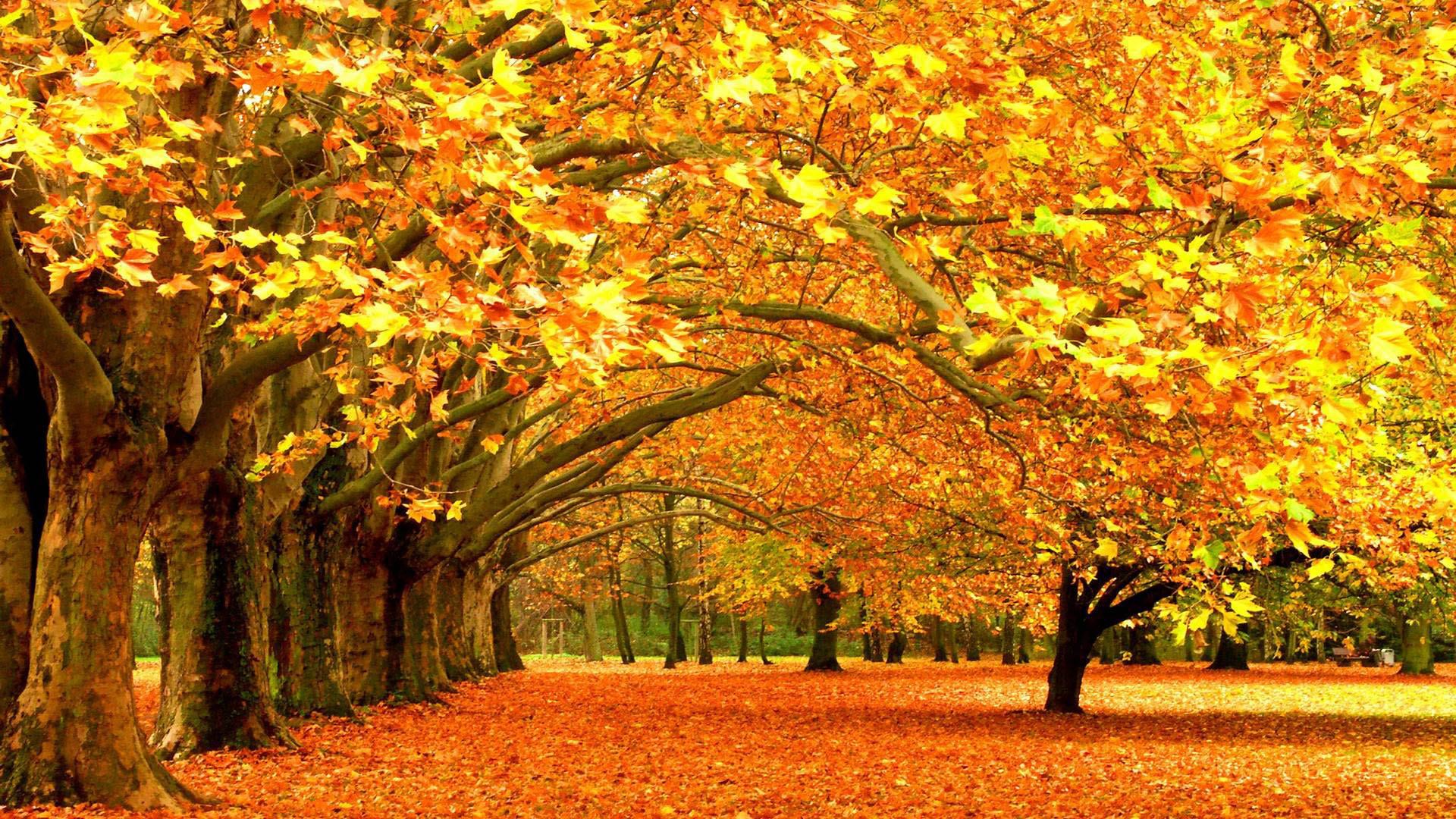 Autumn Park Wallpaper - HD Wallpaper 