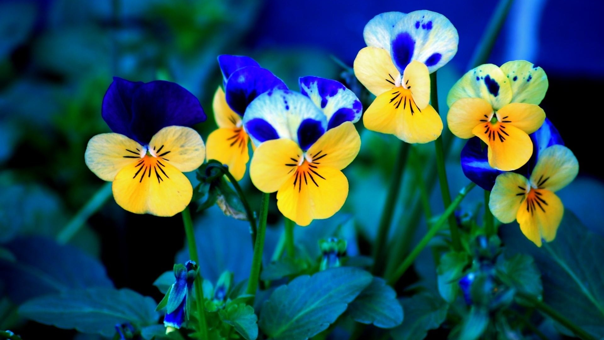 Spring Flower Live Wallpaper Android Apps On Google - Spring Flowers - HD Wallpaper 