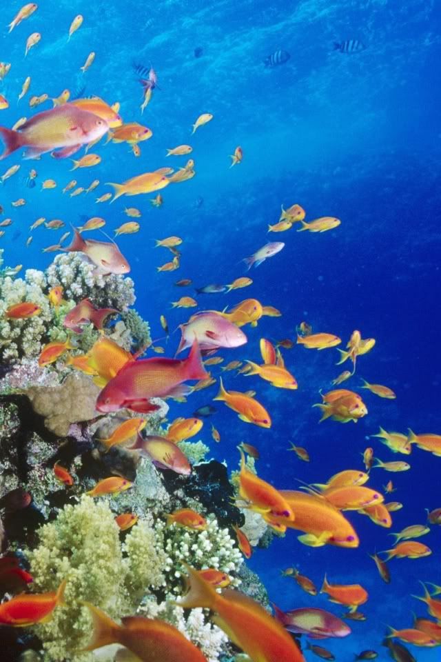 Sea Live Wallpaper - HD Wallpaper 