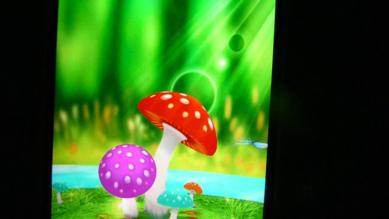 Shiitake - HD Wallpaper 