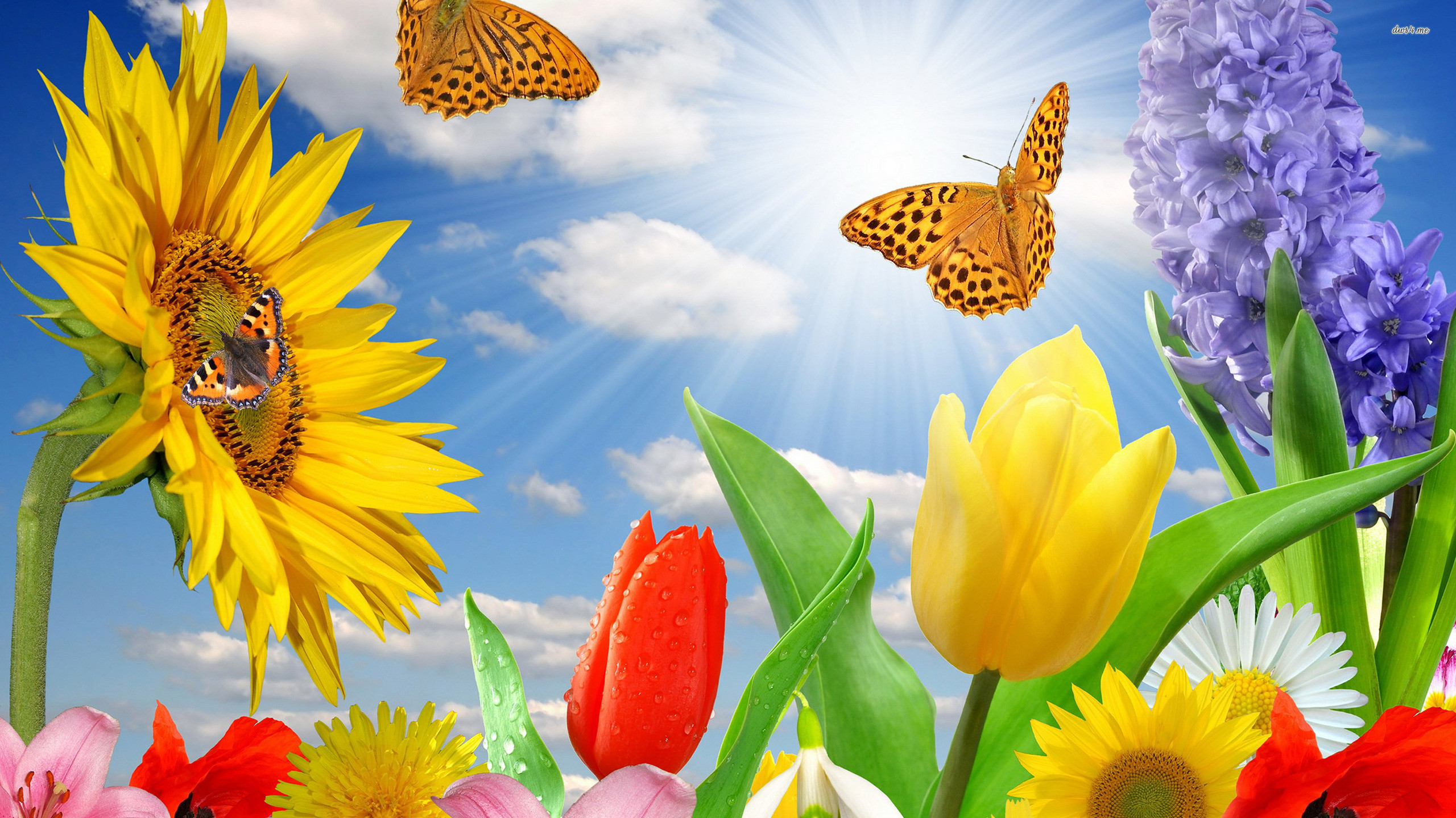 Spring Flowers And Butterflies Background Hd Cool 7 - HD Wallpaper 