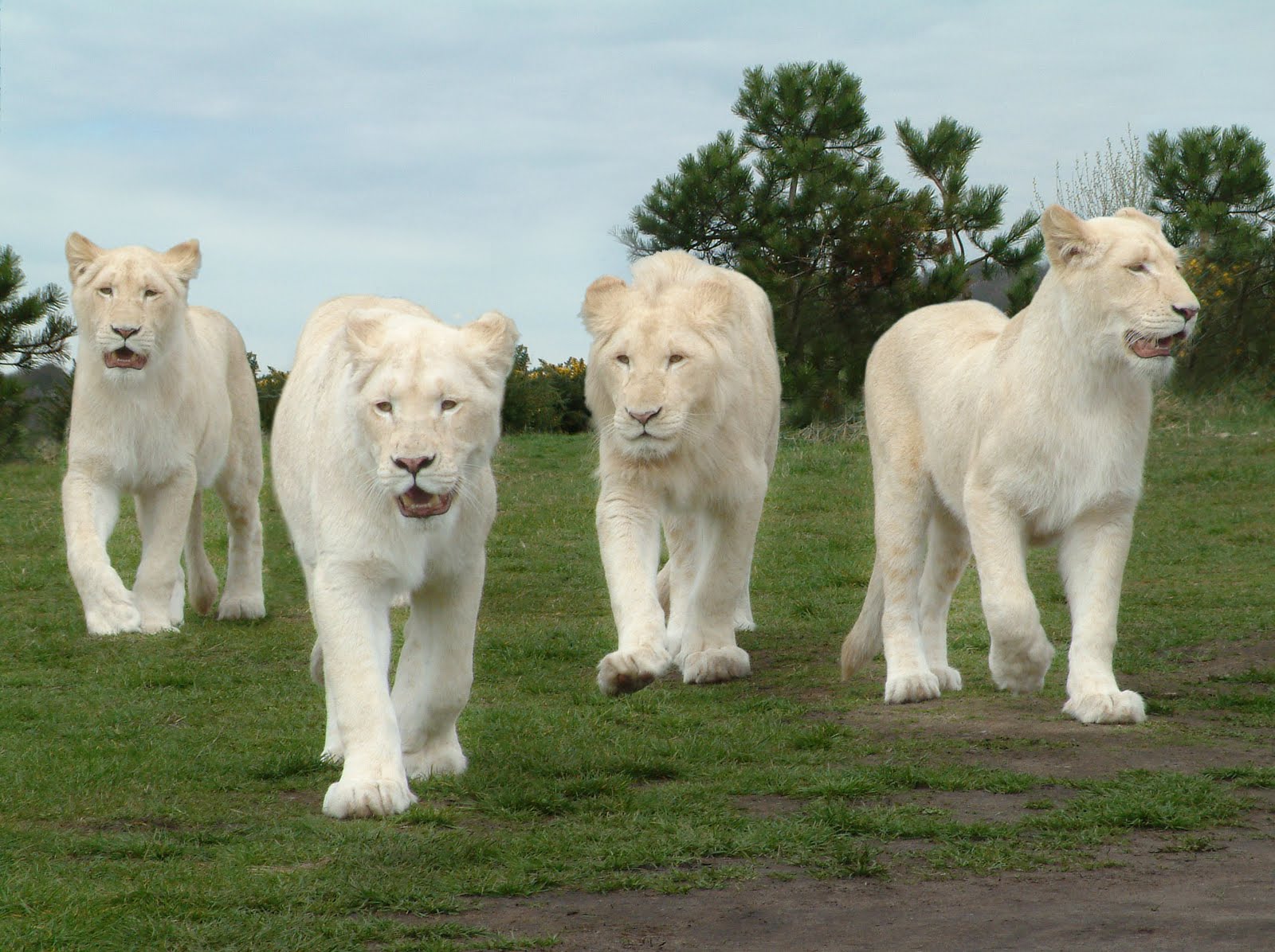 White Lion Wallpapers - HD Wallpaper 