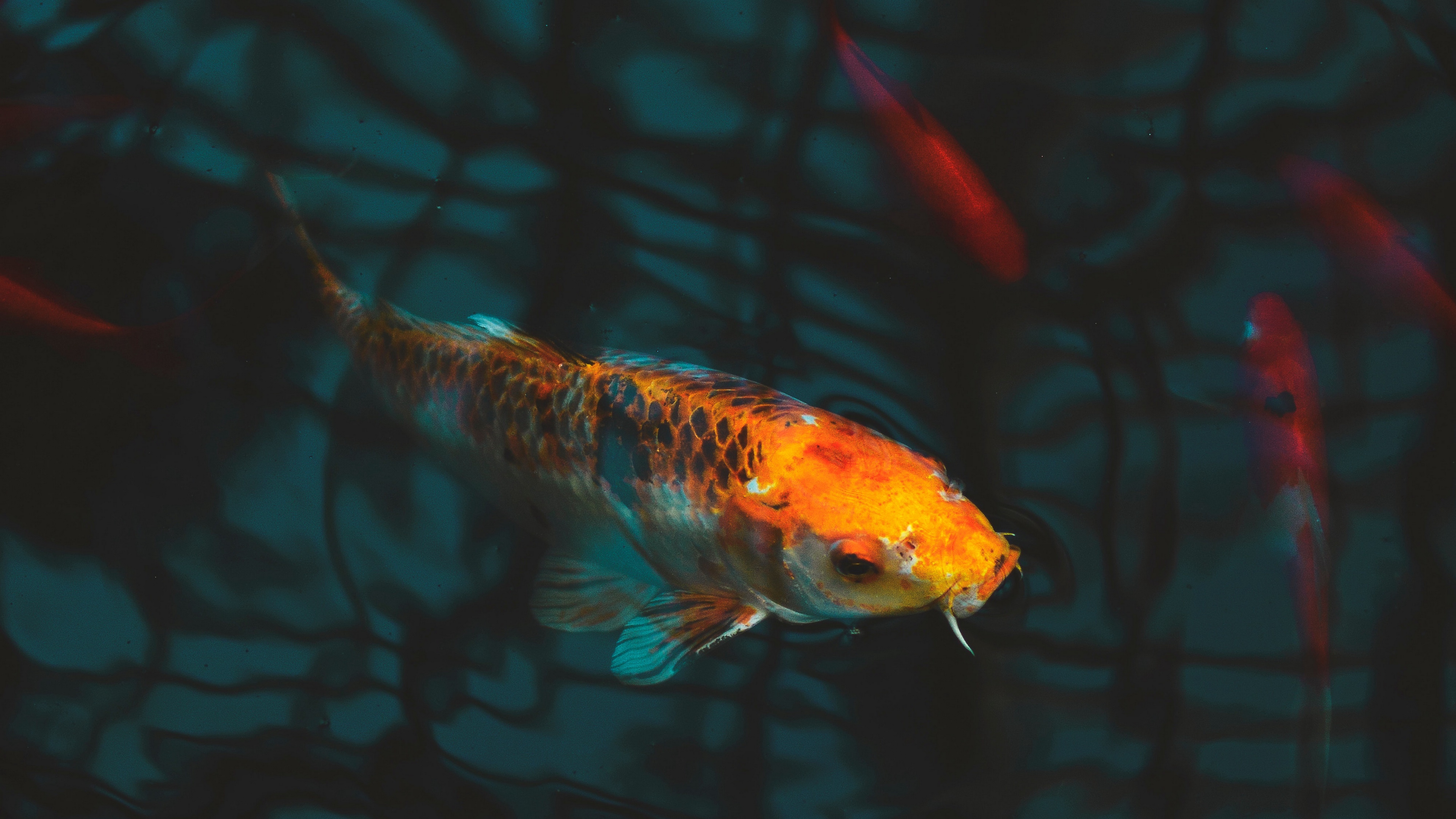 Wallpaper Fish, Carp, Koi, Aquarium - Koi Fish Underwater - HD Wallpaper 