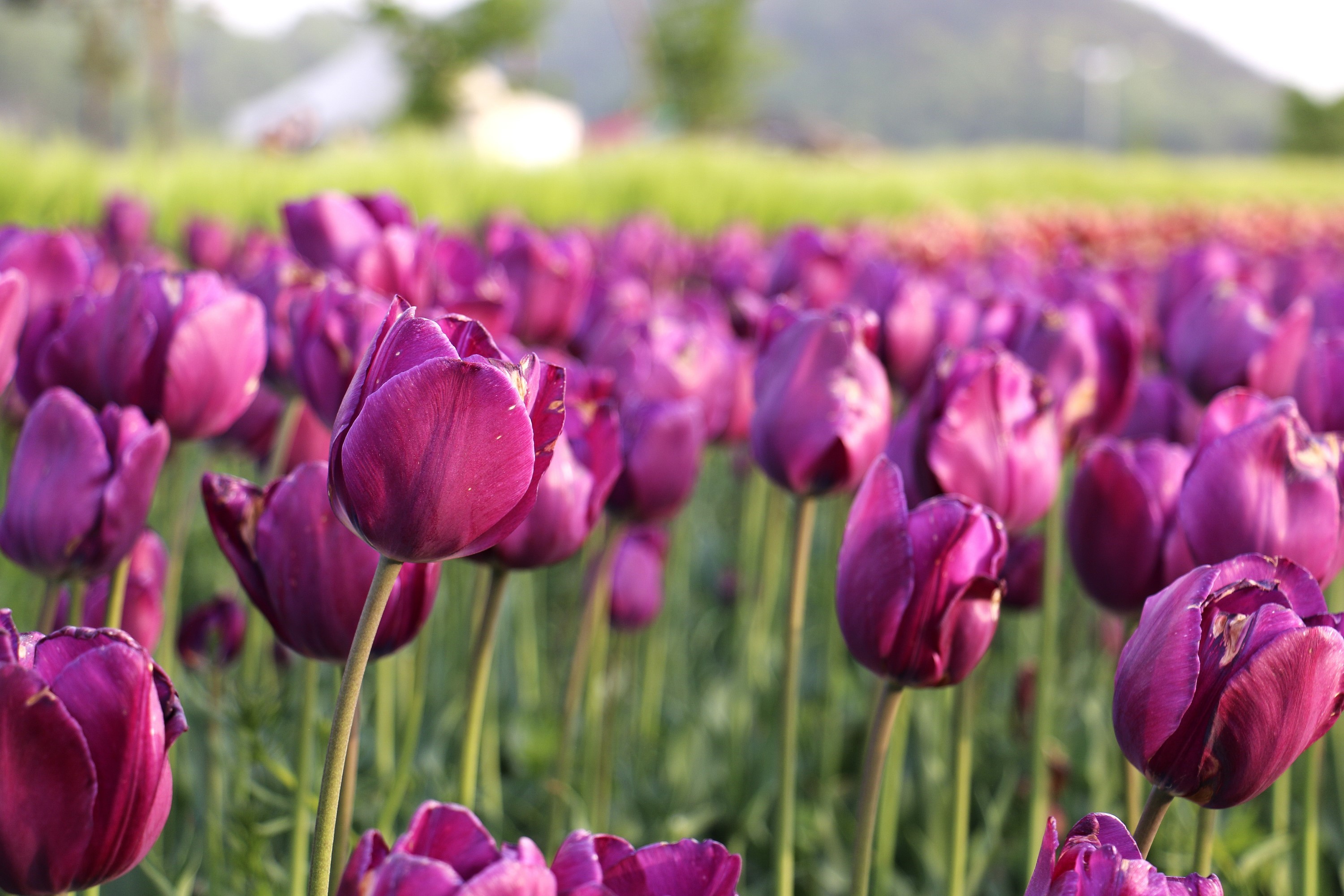 Campo De Tulipanes Morados - HD Wallpaper 
