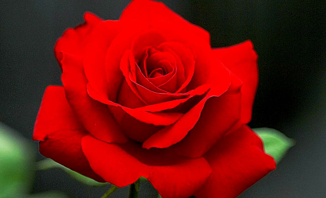 Wallpapers Of Flower Rose 3d Page 2 Of - 3d Wallpaper Of Rose - 1103x670 Wallpaper Wallpapers Of Flower Rose 3d Page 2 Of - 3d Wallpaper Of Rose - 1103x670 Wallpaper