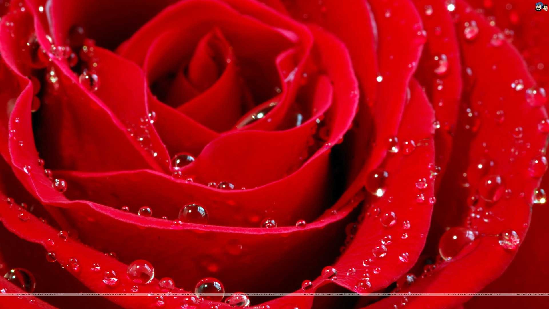 1920x1080, Photos For Red Rose Wallpaper 3d High Resolution - Red Rose Flowers Wallpapers Free Download - HD Wallpaper 