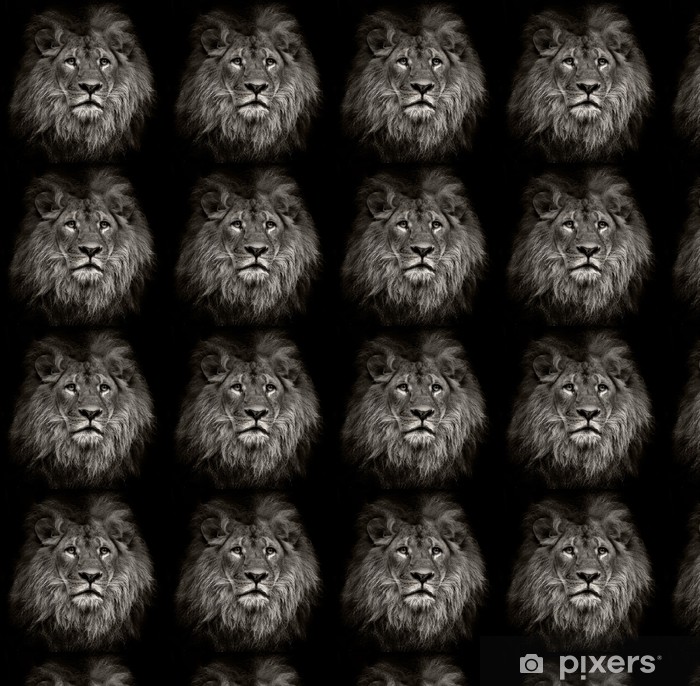 Masai Lion - HD Wallpaper 