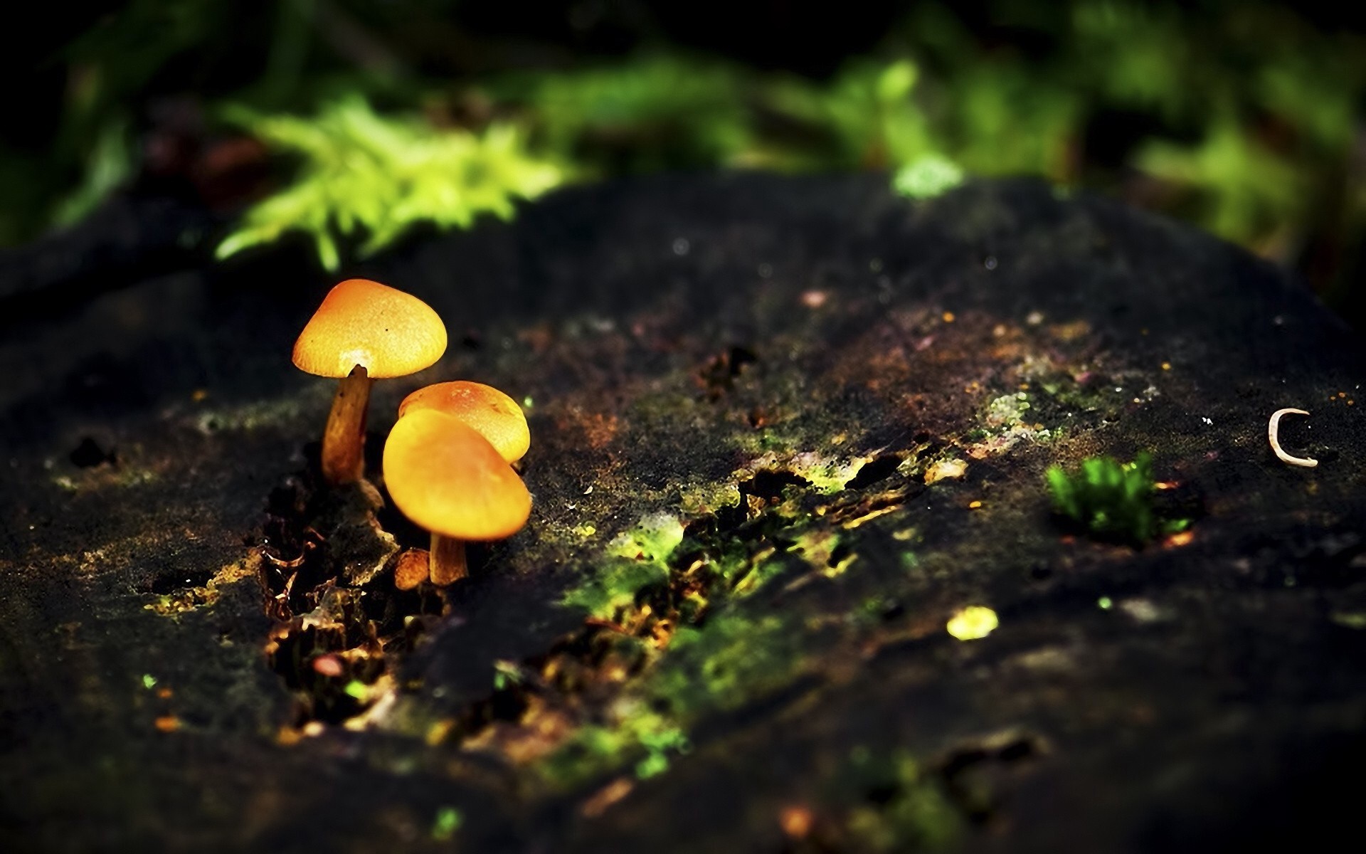 1920x1200, Image - Mushrooms Desktop - HD Wallpaper 