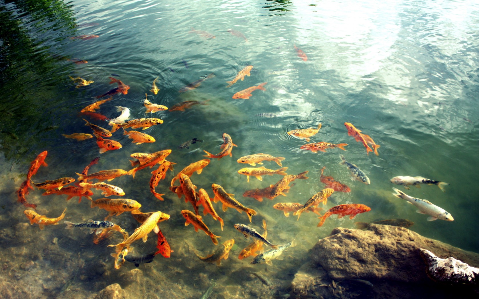 Koi Carp - Fish Pond Dual Screen - HD Wallpaper 