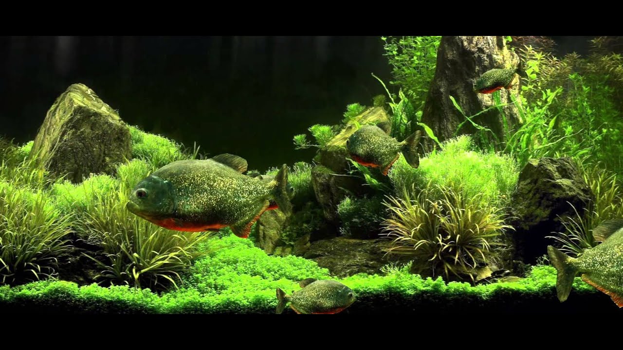 Desktop Aquarium 3d Live Wallpaper Image Num 43