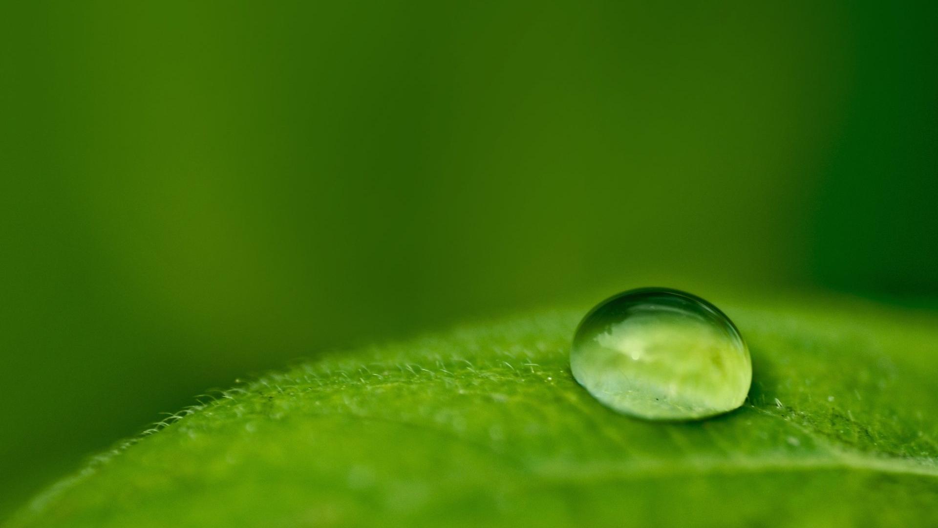 Nature Wallpapers - Leaf With Drop Of Water Background - HD Wallpaper 