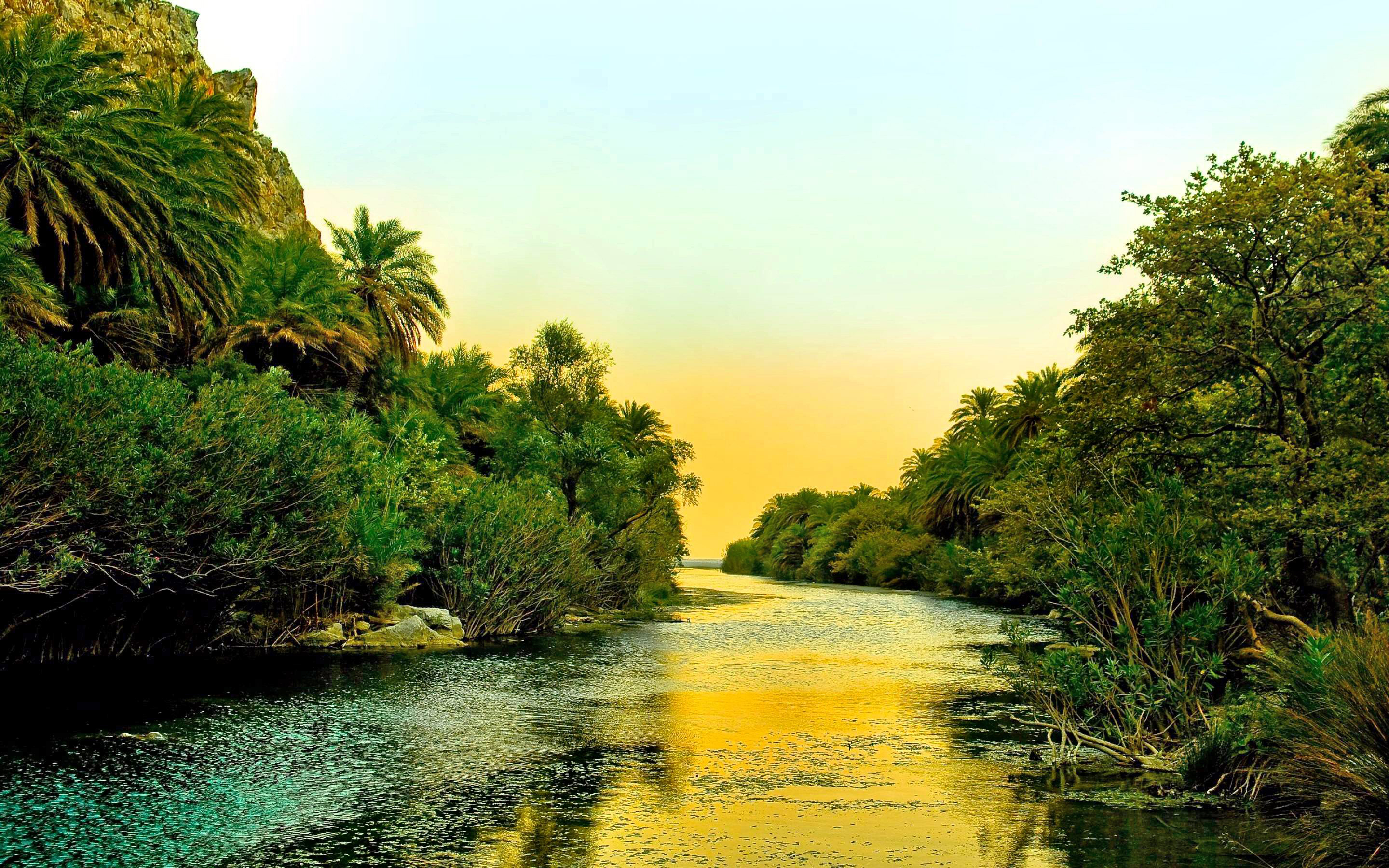 Palm Trees By River - HD Wallpaper 