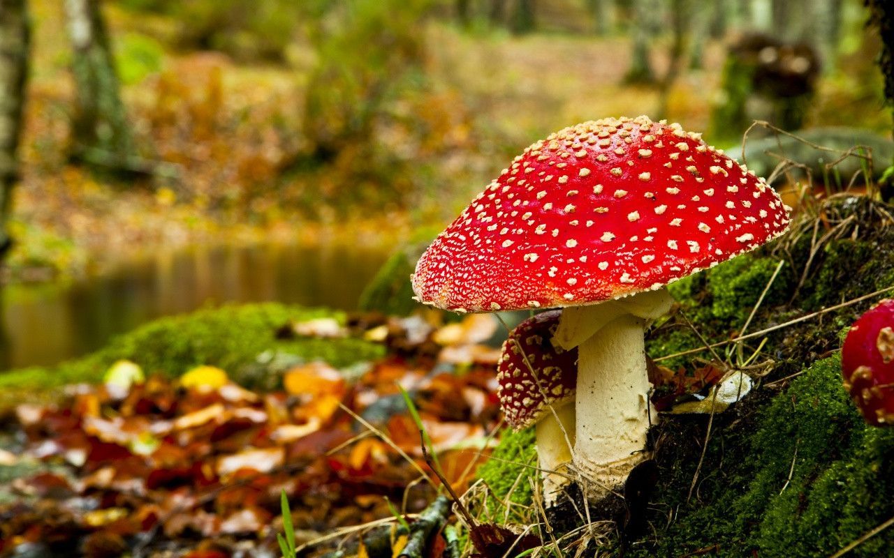 Mushroom 3d Live Wallpaper - Mushroom Backgrounds - HD Wallpaper 