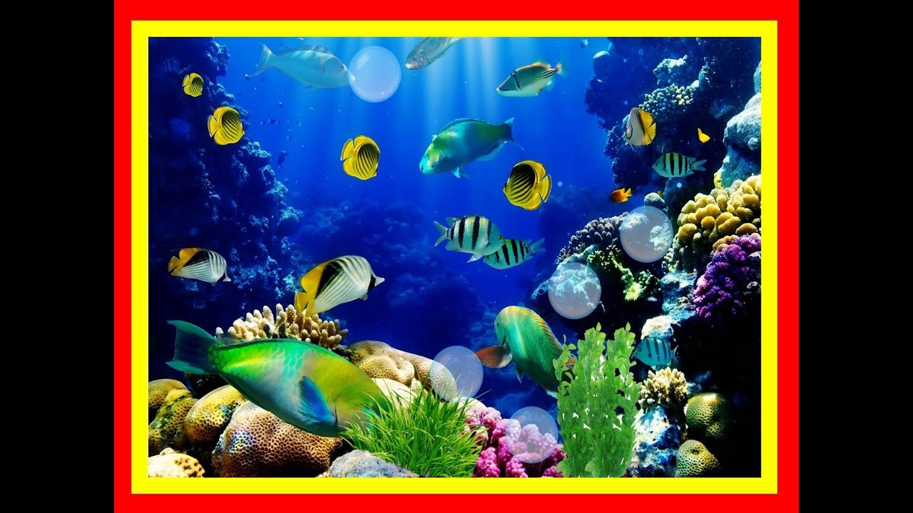 Fish Aquarium Wallpaper Hd - HD Wallpaper 