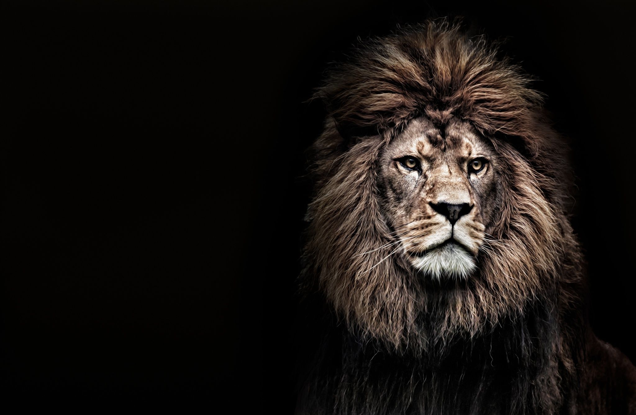 Barbary Lion Tattoo - HD Wallpaper 