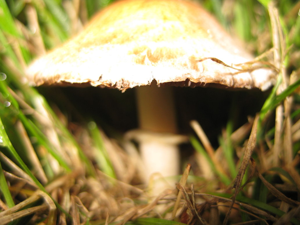 Mushroom 3d Live Wallpaper - Agaricus - HD Wallpaper 