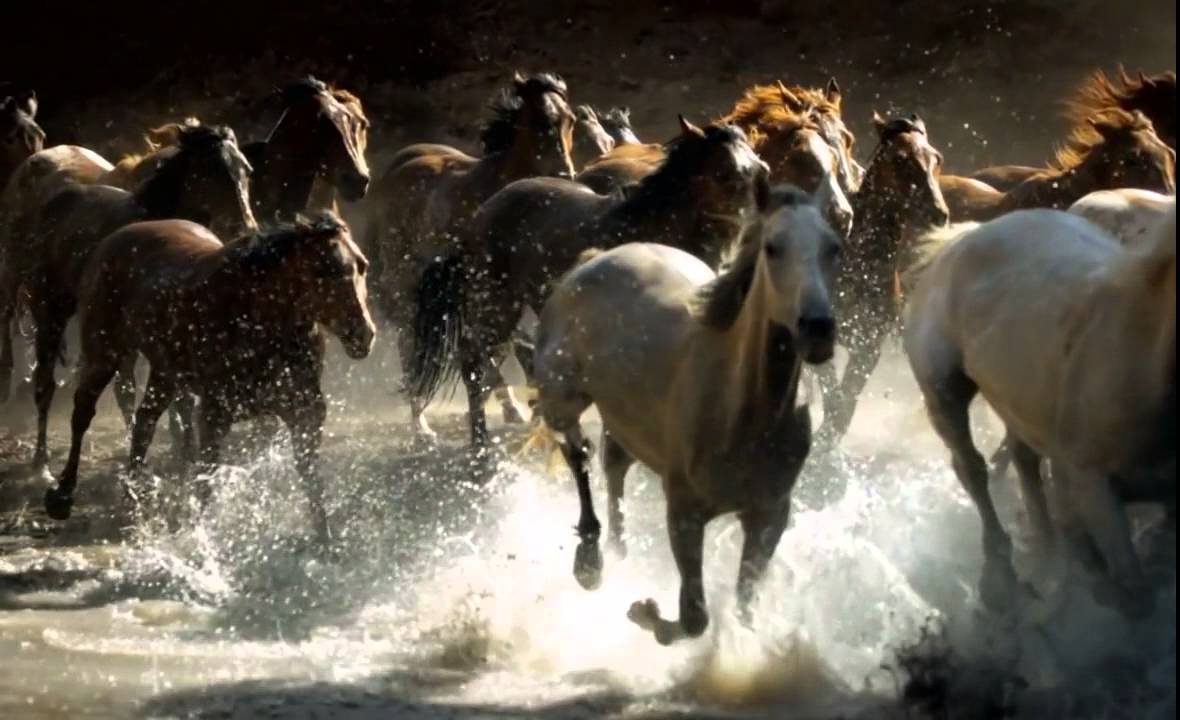 Live Horse - HD Wallpaper 