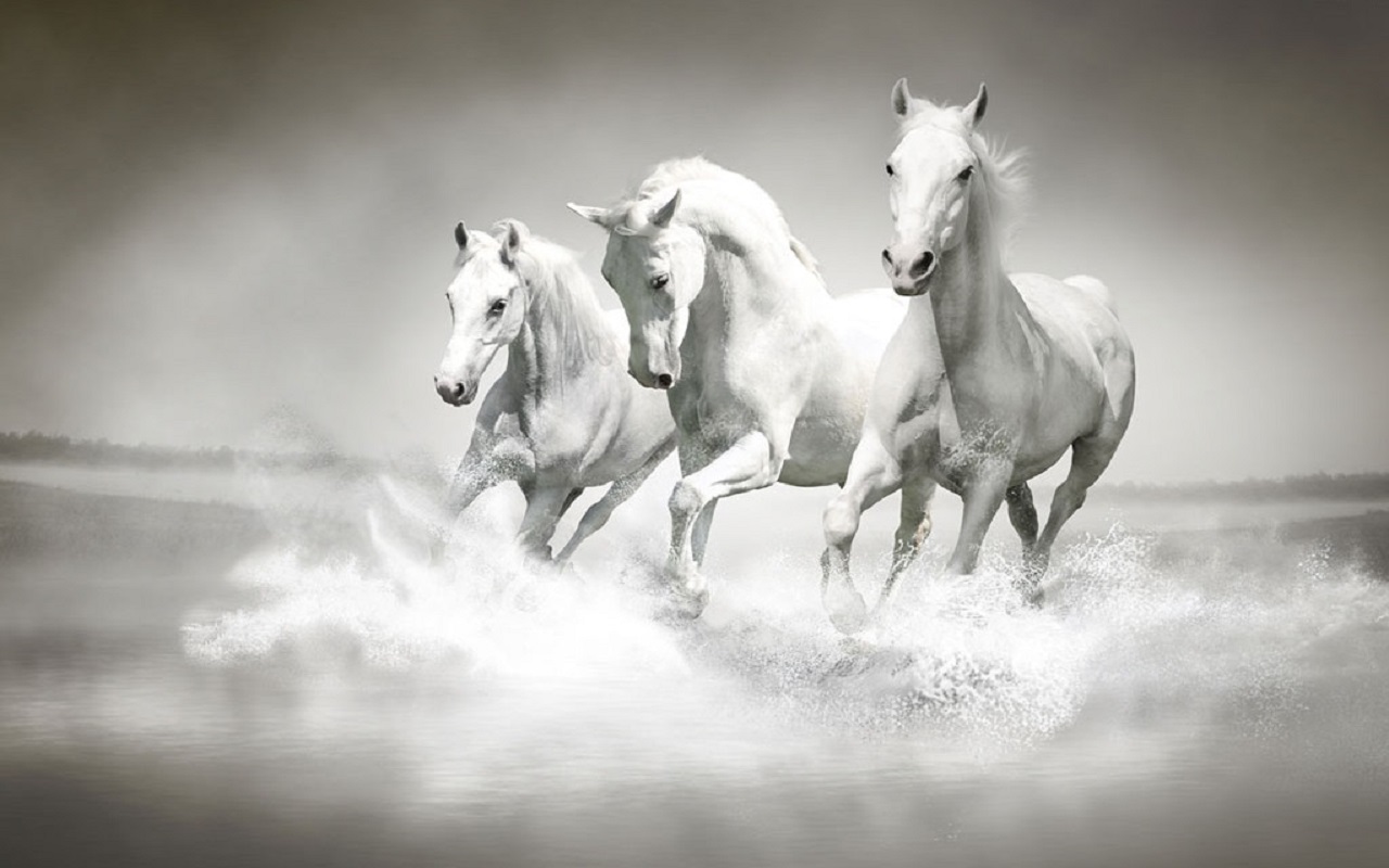 Pretty Horses - HD Wallpaper 