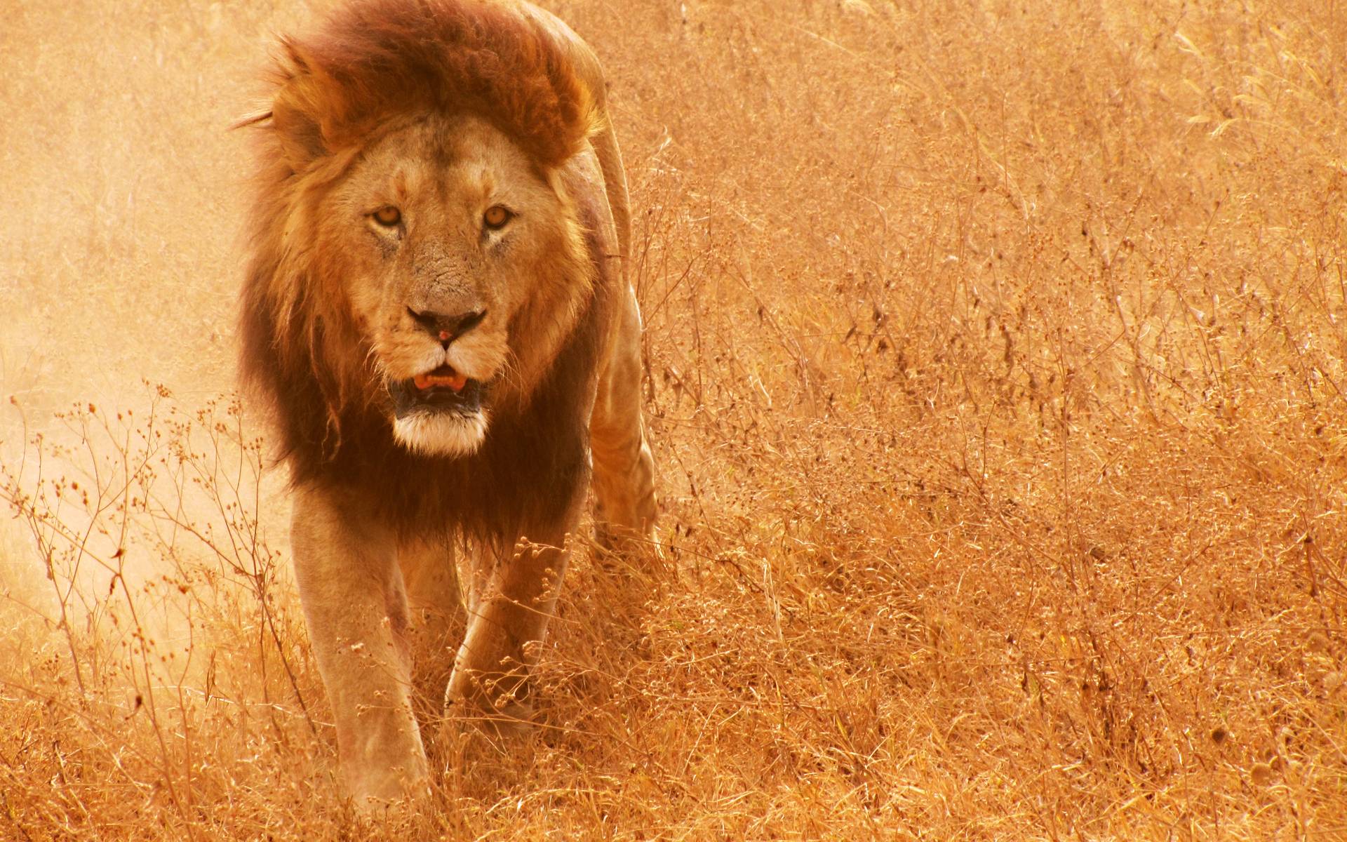 Lion Background Image Hd - 1920x1200 Wallpaper 