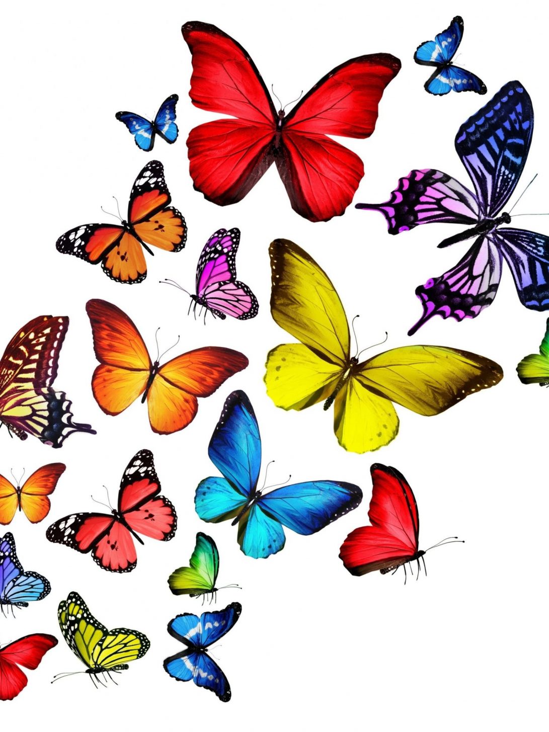 Clip Art Colorful Butterfly - HD Wallpaper 