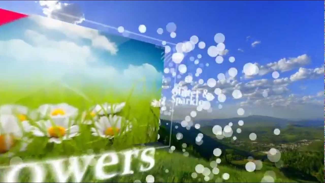 Daisy - HD Wallpaper 