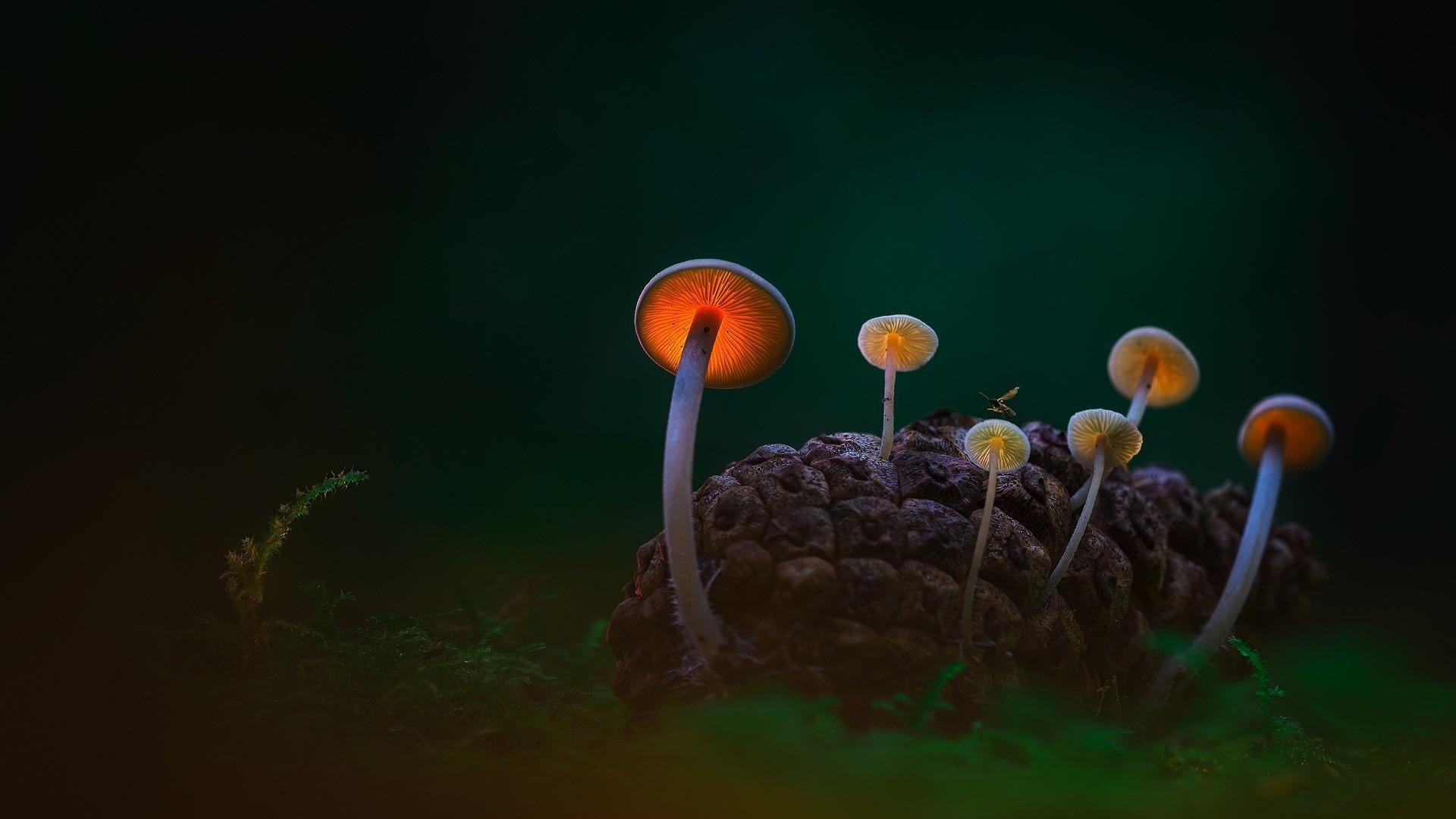 1920x1080, Mushroom In Rainy Season 3d Looks Hd Wallpapers - Photoshop Daniel Laan - HD Wallpaper 