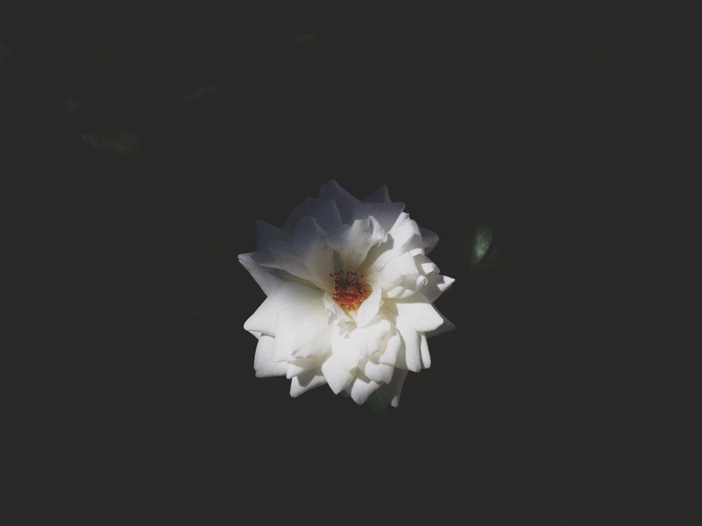 Black Wallpaper Images & Photos - White Flower Black Background - HD Wallpaper 