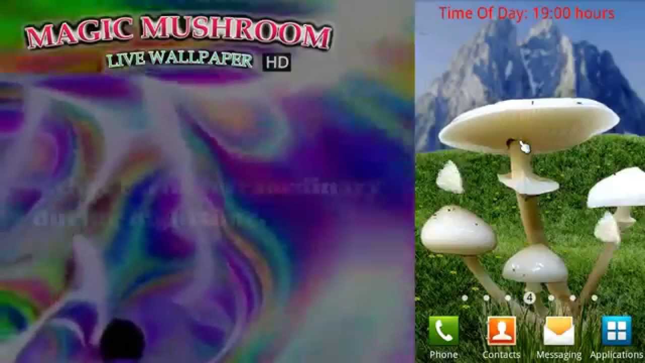 Shiitake - HD Wallpaper 